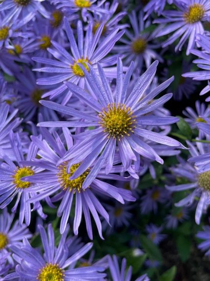 Aster  'Rudolf Goethe' (Őszirózsa)