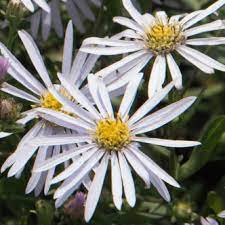 Aster ageratoides 'Asmoe' (Ázsiai őszirózsa)