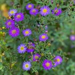 Aster ageratoides 'Ezo Murasaki' (Ázsiai őszirózsa)