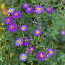 Aster ageratoides 'Ezo Murasaki' (Ázsiai őszirózsa)