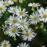 Aster ageratoides 'Starshine' (Ázsiai őszirózsa)