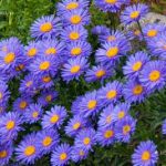 Aster alpinus 'Dark Beauty' (Havasi őszirózsa)