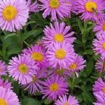 Aster alpinus 'Happy End' (Havasi őszirózsa)