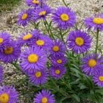 Aster alpinus 'Violet' (Havasi őszirózsa)