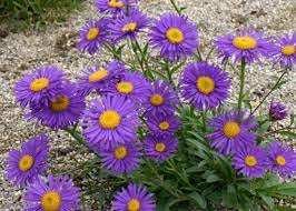 Aster alpinus 'Violet' (Havasi őszirózsa)