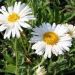 Aster alpinus 'White' (Havasi őszirózsa)