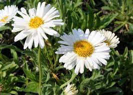 Aster alpinus 'White' (Havasi őszirózsa)