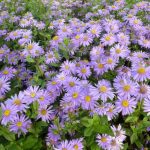 Aster × frikartii 'Jungfrau' (Őszirózsa)