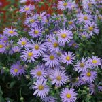 Aster × frikartii 'Wunder von Stäfa' (Őszirózsa)