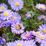 Aster thomsonii 'Nana' (Őszirózsa)