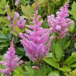 Astilbe × arendsii 'Anita Pfeifer' (Kerti tollbuga)