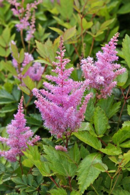 Astilbe × arendsii 'Anita Pfeifer' (Kerti tollbuga)