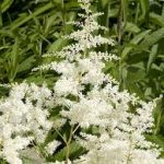Astilbe × arendsii 'Brautschleier' (Kerti tollbuga)