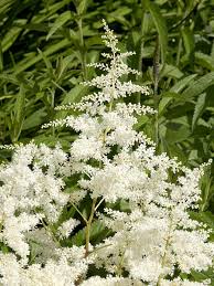 Astilbe × arendsii 'Brautschleier' (Kerti tollbuga)