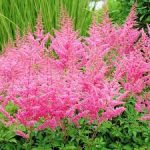 Astilbe × arendsii 'Cattleya'  (Kerti tollbuga)