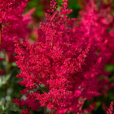 Astilbe × arendsii 'Paul Gaarder' (Kerti tollbuga)