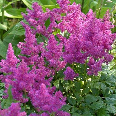 Astilbe chinensis 'Pumila' (Kínai tollbuga)