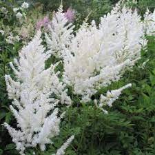Astilbe japonica 'Deutschland' (Japán tollbuga)