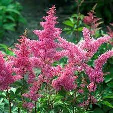 Astilbe japonica 'Lollypop'  (Japán tollbuga) /sötétzöld lomb/