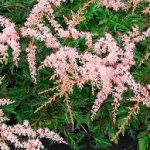 Astilbe simplicifolia 'Sprite' (Tollbuga)