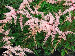 Astilbe simplicifolia 'Sprite' (Tollbuga)