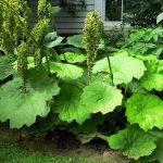 Astilboides tabularis (Pajzslevelű tópartifű)