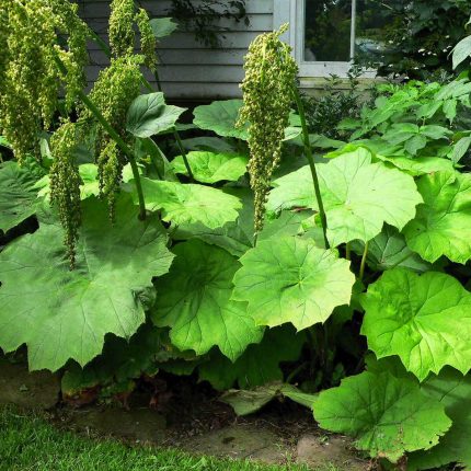 Astilboides tabularis (Pajzslevelű tópartifű)