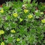 Azorella trifurcata 'Nana' (Háromcsúcsú ernyőspárna)