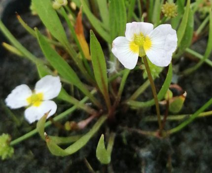 Baldelia ranunculoides - Bogláros kishídőr - Kerti tavi növény