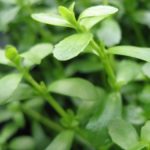Bacopa monnieri akváriumi növény