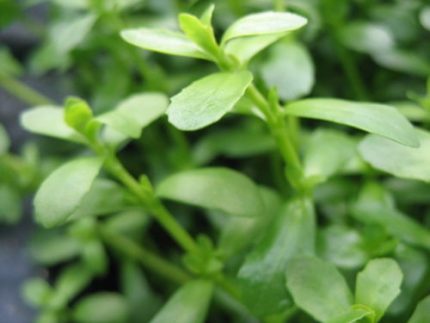 Bacopa monnieri akváriumi növény