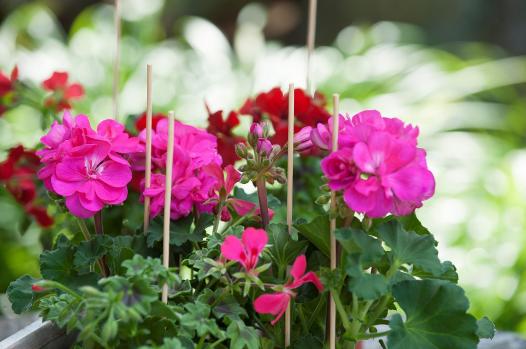 Bambusz_novenytamasz_natur_50cm_atm4-45mm_10db-os_szett Bambusz növénytámasz natúr 50cm átm.4-4