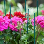 Bambusz növénytámasz zöld 50cm átm.4-4