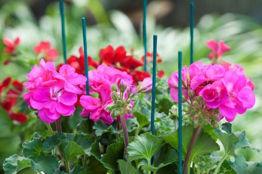 Bambusz_novenytamasz_zold_50cm_atm4-45mm_10db-os_szett Bambusz növénytámasz zöld 50cm átm.4-4