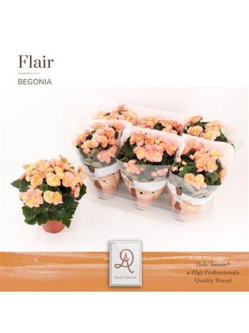 Begonia DU HAILEY SUNSET