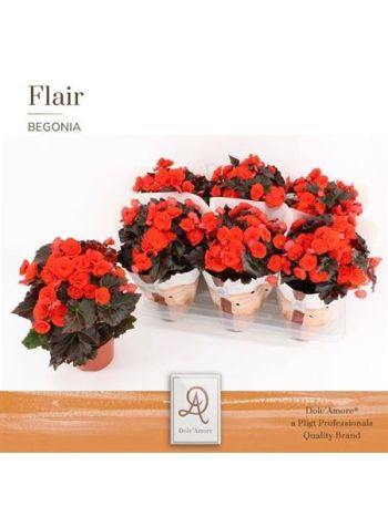 Begonia DU MOCCA ORANGE