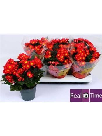 Begonia EN VALENTIN PINK