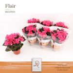 Begonia HL ADONIA PINK