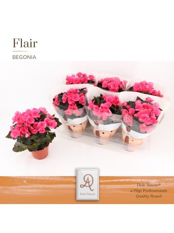 Begonia HL ADONIA PINK