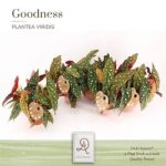 Begonia MACULATA SPOTLIGHT DARK