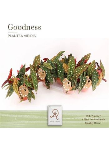 Begonia MACULATA SPOTLIGHT DARK