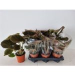 Begonia MASONIANA BRONZ