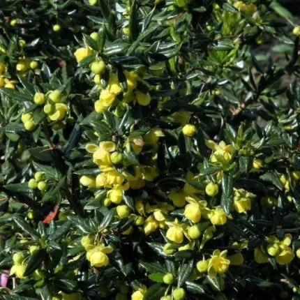 Berberis candidula 'Jytte' - Törpe ezüstös borbolya