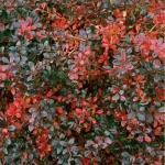 Berberis x media 'Red Jewel' - Örökzöld