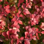 Berberis thunbergii 'Atropurpurea' - Japán vérborbolya