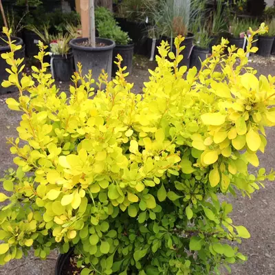Berberis thunbergii 'Aurea' - Sárga levelű törpe borbolya