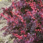 Berberis thunbergii 'Carmen' - Bordó levelű borbolya