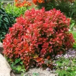Berberis thunbergii 'Coral' -