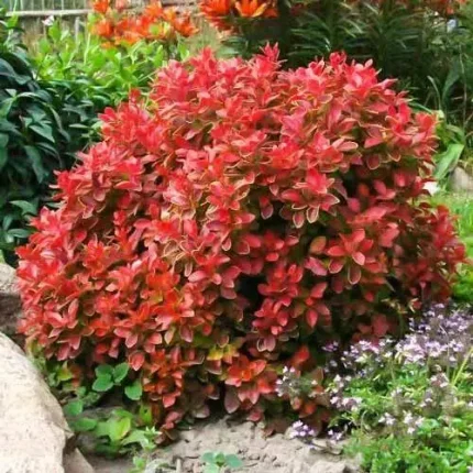 Berberis thunbergii 'Coral' -