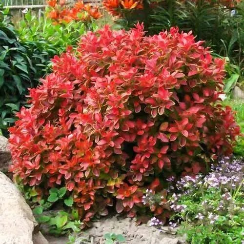 Berberis_thunbergii_Coral_-_ Berberis thunbergii 'Coral' -